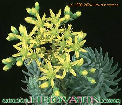 Sempervivum sediforme flower 1100
