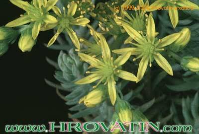 Sempervivum sediforme thorn 1101