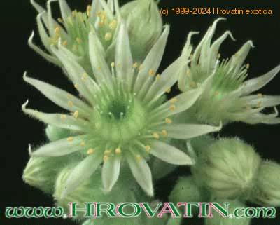 Sempervivum tomentosum flower 1079a