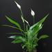 Spathiphyllum hybrid 2