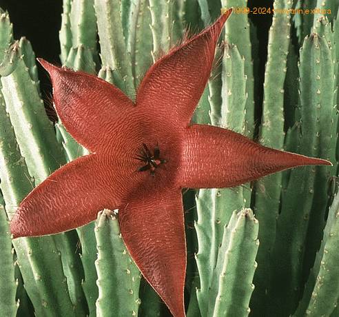 Stapelia grandiflora 1232