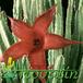Stapelia grandiflora flower 1232