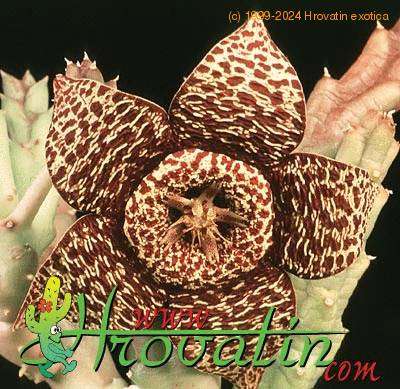 Stapelia variegata var rogosa flower 1272