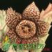Stapelia variegata var rogosa flower 1272