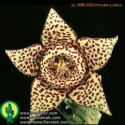 Stapelia variegata var rogosa flower 1365