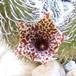 Stapelianthus pilosus flower