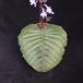 Streptocarpus leaf