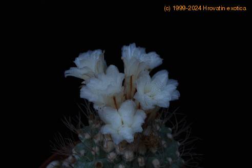 Strombocactus disciformis SIf