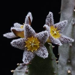 Caralluma burchardii ssp maura