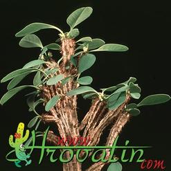 Euphorbia cap-manambatoensis