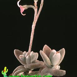 Kalanchoe eriophylla