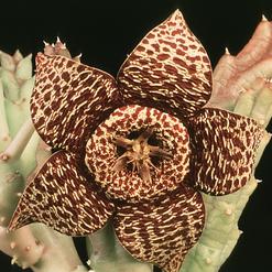 Stapelia variegata var. rogosa