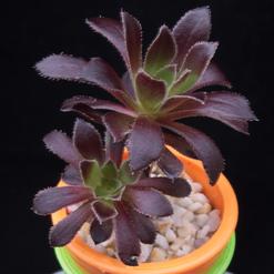 Aeonium arboreum atropurpureum cv