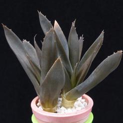 Aloe " Black gem" hybrid