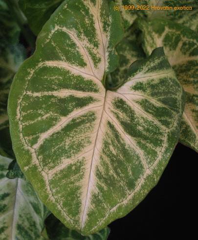 Syngonium pixie leaf