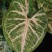Syngonium pixie leaf