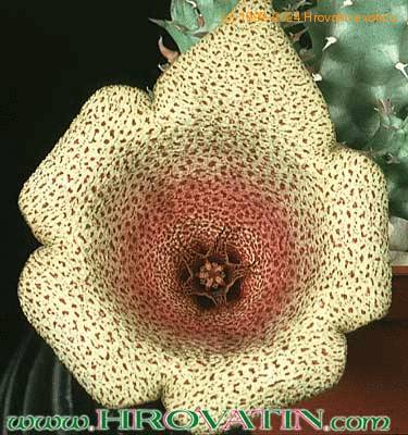 Tavaresia angolensis flower 1108