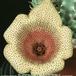 Tavaresia angolensis flower 1108
