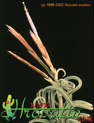Tillandsia caput medusae flower 1819
