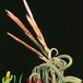 Tillandsia caput medusae flower 1819