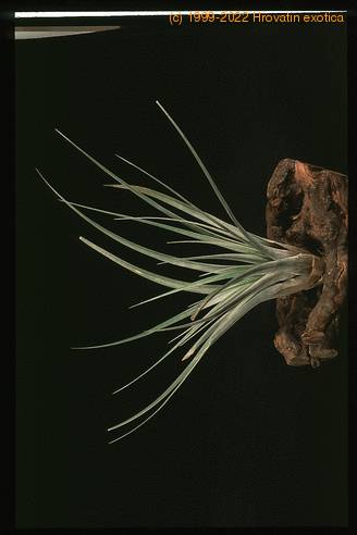 Tillandsia fasciculata-2842