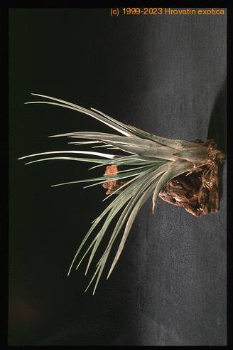 Tillandsia fasciculata-2843