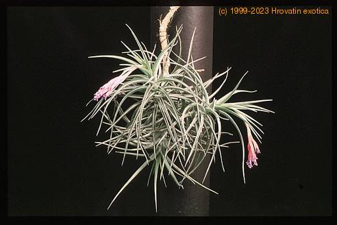 Tillandsia tenuifolia-3126