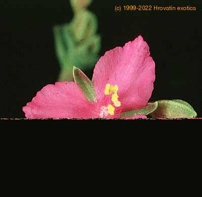 Tradescantia navicularis flower 1098