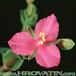 Tradescantia navicularis flower 1098