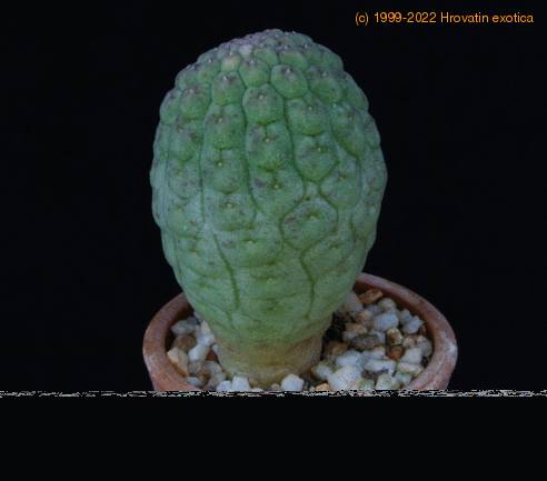 Trichocaulon cactiformis PP35jul