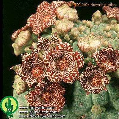 Trichocaulon dinteri flower 1348