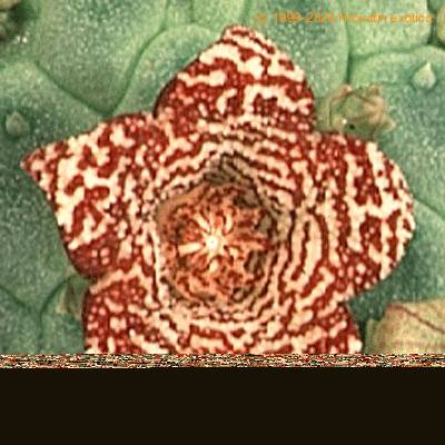 Trichocaulon dinteri flower 1349
