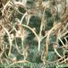Turbinicarpus flaviflorus thorn 282