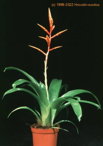 Vriesea species 1995