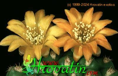 Weingartia brevispina flower 394