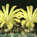 Weingartia pilcomayensis flower 160