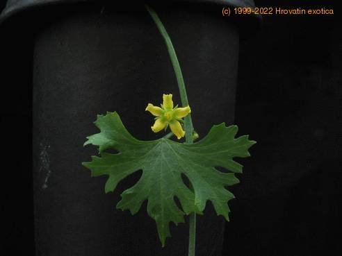 Zygosicyos tripartitus flower