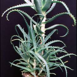 Aloe arborescens
