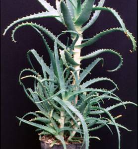Aloe arborescens