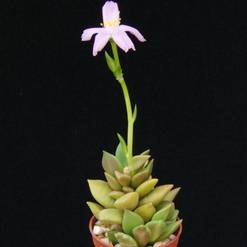 Anacampseros telephiastrum