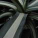 Agave americana medio-picta v. alba 3
