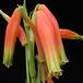 Aloe humilis SIf