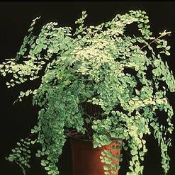 Adiantum raddianum