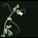 Adenia glauca 1671