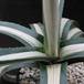 Agave americana v. mediopicta alba 2