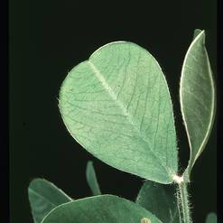 Arachis hypogea
