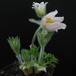 Anemone pulsatilla SIb1