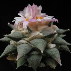 Ariocarpus furfuraceus