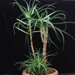 Aloe arborescens