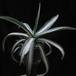 Agave americana medio-picta v. alba 1